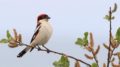 Woodchat Shrike