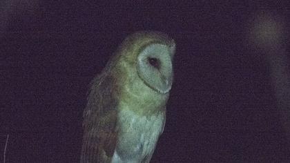 Western Barn Owl