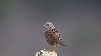 Dunnock