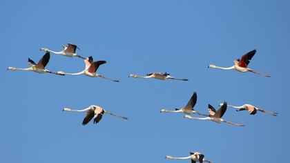 Greater Flamingo