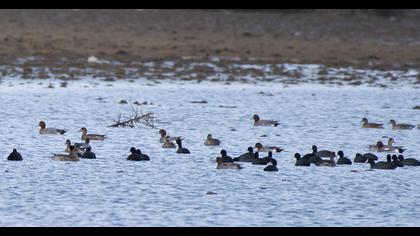 Eurasian Wigeon