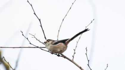Long-tailed Tit