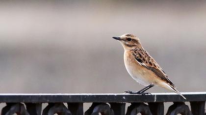 Whinchat