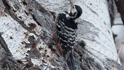 White-backed Woodpecker