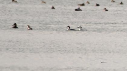 Smew