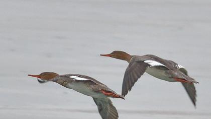 Red-breasted Merganser