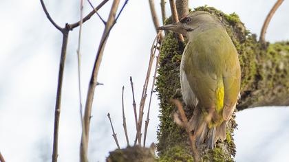 Grey-headed Woodpecker
