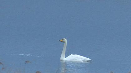 Whooper Swan