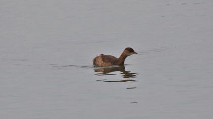Little Grebe