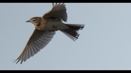 Blyth`s Pipit