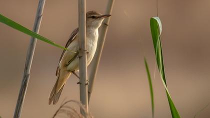 Great Reed Warbler