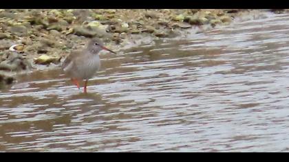 Common Redshank