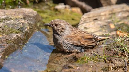 Dunnock