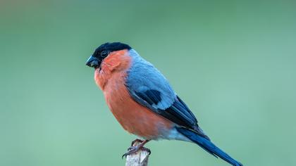 Eurasian Bullfinch