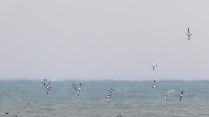 Yelkouan Shearwater