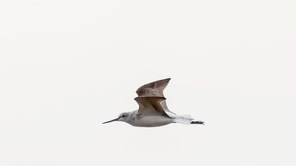 Marsh Sandpiper