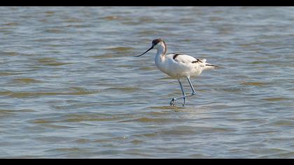 Pied Avocet
