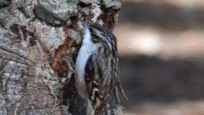 Short-toed Treecreeper