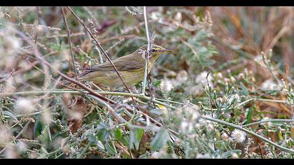 Willow Warbler