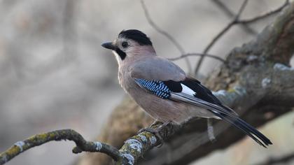 Eurasian Jay