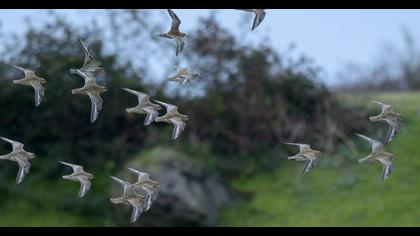 Pacific Golden Plover