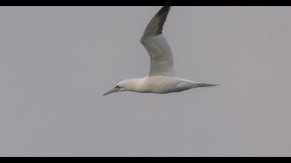 Northern Gannet