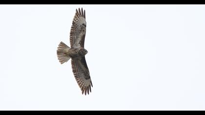 Common Buzzard