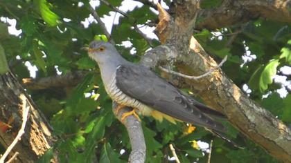 Common Cuckoo