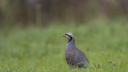 Chukar Partridge