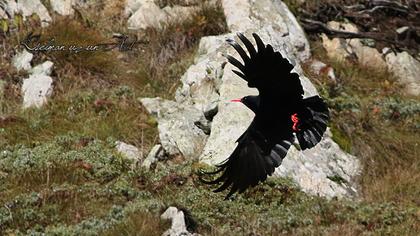 Red-billed Chough