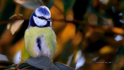 Eurasian Blue Tit