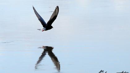 White-winged Tern