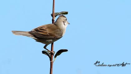 Common Whitethroat