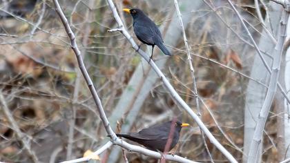 Common Blackbird