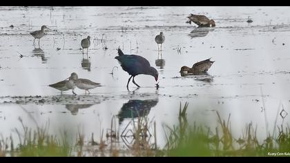 Purple Swamphen