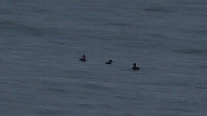 Common Scoter