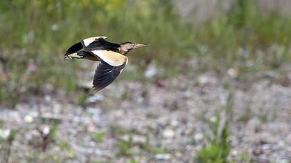 Little Bittern