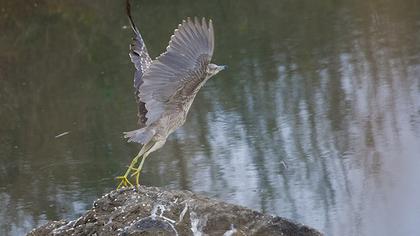 Black-crowned Night Heron
