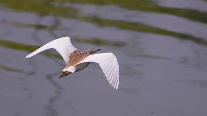 Squacco Heron