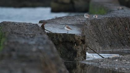 Broad-billed Sandpiper