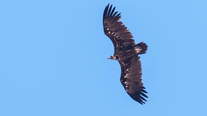 Cinereous Vulture