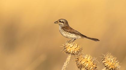 Red-backed Shrike