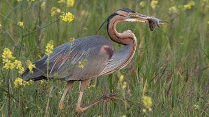 Purple Heron
