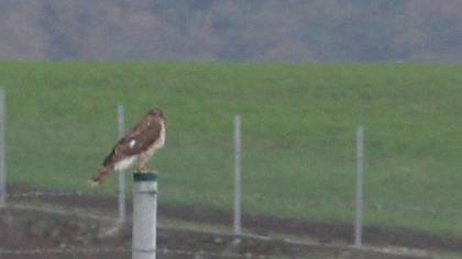Eurasian Sparrowhawk