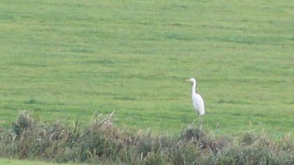 Great Egret