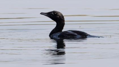 Pygmy Cormorant