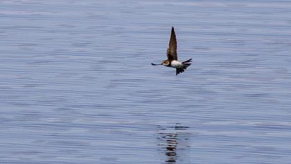 Sand Martin
