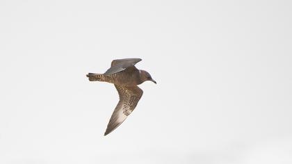 Parasitic Jaeger