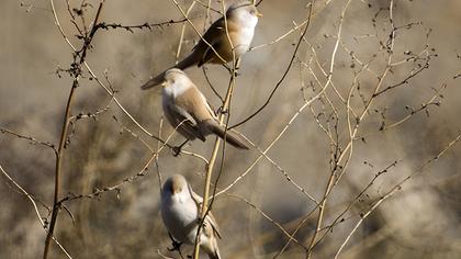 Bearded Reedling