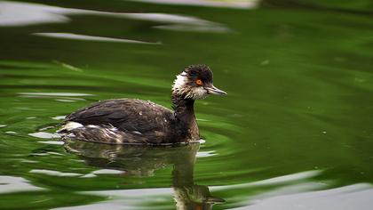 Black-necked Grebe